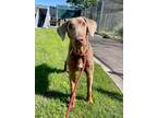 Adopt Dandy a White Doberman Pinscher / Mixed dog in Fountain, CO (41217002)