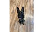 Adopt Farrah - Located in OR a Tan/Yellow/Fawn - with Black Belgian Malinois dog