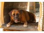 Adopt Freya a Boxer / Mixed dog in Monroe, WA (41369034)