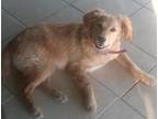Adopt Laika - I love cats!! a Red/Golden/Orange/Chestnut Golden Retriever /