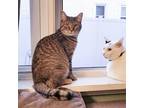 Adopt Amelia a Brown Tabby Domestic Shorthair cat in Union Grove, WI (41275200)