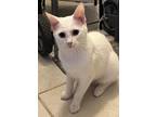 Adopt Anita a White Turkish Angora (short coat) cat in Calimesa, CA (41351380)
