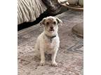 Adopt Chubbie a White Shih Tzu / Mixed dog in San Diego, CA (41368942)