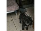 Adopt Teddy P a Black - with White Poodle (Miniature) / Mixed dog in Gretna