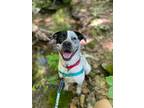 Adopt Otis a White - with Black Australian Cattle Dog / Pit Bull Terrier dog in