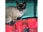 Adopt TUMBLEWEED - FFPR a Siamese / Mixed (short coat) cat in Antioch