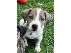 Adopt Biscuit a Tan/Yellow/Fawn - with Black Catahoula Leopard Dog / Labrador
