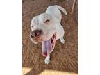 Adopt Bolt a White Pit Bull Terrier / Mixed dog in Deerfield, WI (41368858)