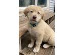 Adopt Crimm a Tan/Yellow/Fawn Australian Shepherd / Great Pyrenees dog in