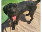 Adopt Antonio - sweet, loving a Black Schnauzer (Standard) / Fox Terrier