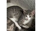 Adopt Ash a Gray, Blue or Silver Tabby American Shorthair / Mixed (short coat)