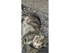 Adopt Cleo a Calico or Dilute Calico American Shorthair / Mixed (short coat) cat