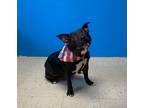 Adopt Peanut a American Pit Bull Terrier / Mixed Breed (Medium) / Mixed dog in