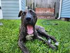 Adopt Brandon a Mountain Cur / Mixed dog in New Orleans, LA (40763257)