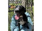 Adopt Mato a Blue Heeler / Labrador Retriever / Mixed dog in Sioux City