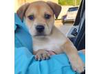 Adopt Basil Sky a Mountain Cur / Shepherd (Unknown Type) / Mixed dog in El