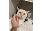 Adopt Jack Napa Petco a Cream or Ivory (Mostly) Siamese / Mixed (short coat) cat