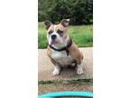 Adopt Gigi a Brown/Chocolate - with White American Pit Bull Terrier / Mixed dog