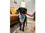 Adopt Hope Sugar Little Cuddler a Black American Pit Bull Terrier dog in