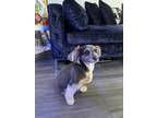 Adopt Blueberry a Gray/Blue/Silver/Salt & Pepper Dachshund / Australian Terrier