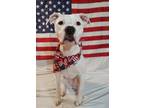 Adopt Cassie a White Boxer / Mixed dog in Baton Rouge, LA (40253056)