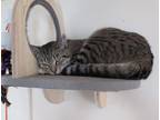 Adopt Magda a Brown Tabby Domestic Shorthair / Mixed Breed (Medium) / Mixed