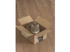 Adopt Patty a Gray or Blue American Shorthair / Mixed (short coat) cat in