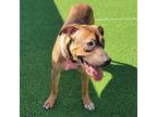Adopt Cinnamon a Brown/Chocolate - with Tan Shar Pei / Jindo / Mixed dog in