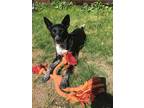 Adopt Hiya (Hyacinth) a Black - with White Australian Cattle Dog / Australian