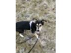 Adopt Roo a Black - with Tan, Yellow or Fawn Australian Shepherd / Husky / Mixed