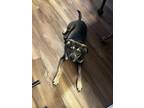 Adopt Rosco a Black - with Tan, Yellow or Fawn Rottweiler / Labrador Retriever /
