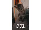 Adopt Skitz a Gray, Blue or Silver Tabby Domestic Shorthair / Mixed (short coat)