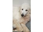 Adopt Nova a Great Pyrenees / Mixed dog in Mcclellanville, SC (41260729)
