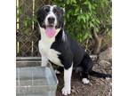 Adopt Misty a Black - with White Border Collie / Labrador Retriever / Mixed dog