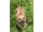 Adopt Clove~adopted! a Red/Golden/Orange/Chestnut Chiweenie / Jack Russell