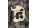 Adopt Nirvana a White (Mostly) Tabby / Mixed (medium coat) cat in Penfield