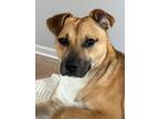 Adopt Bruno a Tan/Yellow/Fawn Black Mouth Cur / Carolina Dog / Mixed dog in