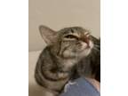 Adopt Pooh a Brown Tabby Tabby / Mixed (short coat) cat in Yuma, AZ (40772325)