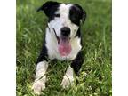 Adopt Juniper a Black - with White Border Collie / Labrador Retriever / Mixed