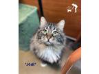 Adopt Jedi a Brown Tabby Domestic Mediumhair (medium coat) cat in Centerville