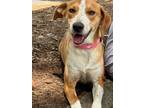 Adopt Maxine a White Foxhound / Beagle / Mixed dog in Wake Forest, NC (41366603)