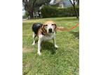 Adopt soozy a Tricolor (Tan/Brown & Black & White) Beagle / Foxhound / Mixed dog