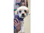 Adopt Benji a White Shih Tzu / Lhasa Apso / Mixed dog in Las Vegas