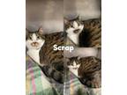 Adopt Scrap a Gray, Blue or Silver Tabby Domestic Shorthair (short coat) cat in