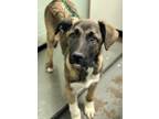 Adopt Conner a Merle Anatolian Shepherd / Mixed Breed (Medium) / Mixed (short