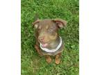 Adopt Mocha a Brown/Chocolate Labrador Retriever / Australian Shepherd / Mixed