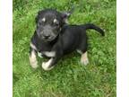 Adopt Orca~adopted! a Black - with Tan, Yellow or Fawn Chiweenie / Jack Russell