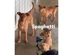 Adopt Spaghetti a Tan/Yellow/Fawn Australian Cattle Dog / Mixed dog in Saint