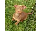 Adopt Gunner a Brown/Chocolate Labrador Retriever / Australian Shepherd / Mixed
