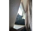 Adopt Pain a All Black Colorpoint Shorthair / Mixed (short coat) cat in Chico